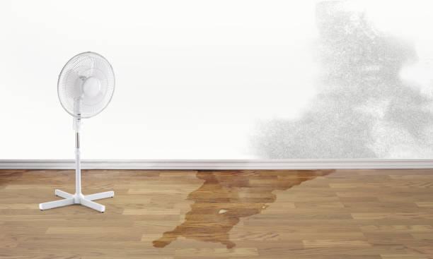 Best Flood damage cleanup  in Fruitport, MI