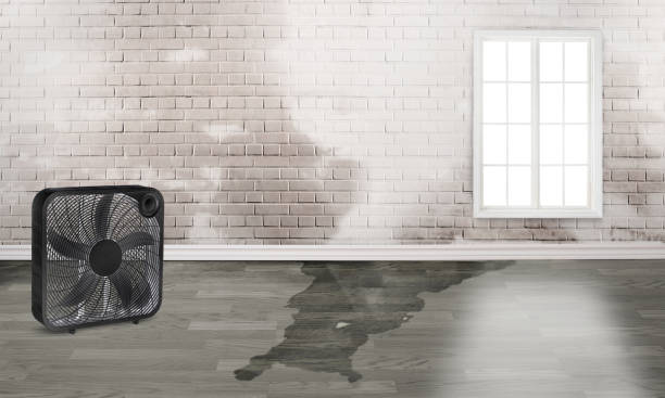 Carpet water damage restoration in Fruitport, MI